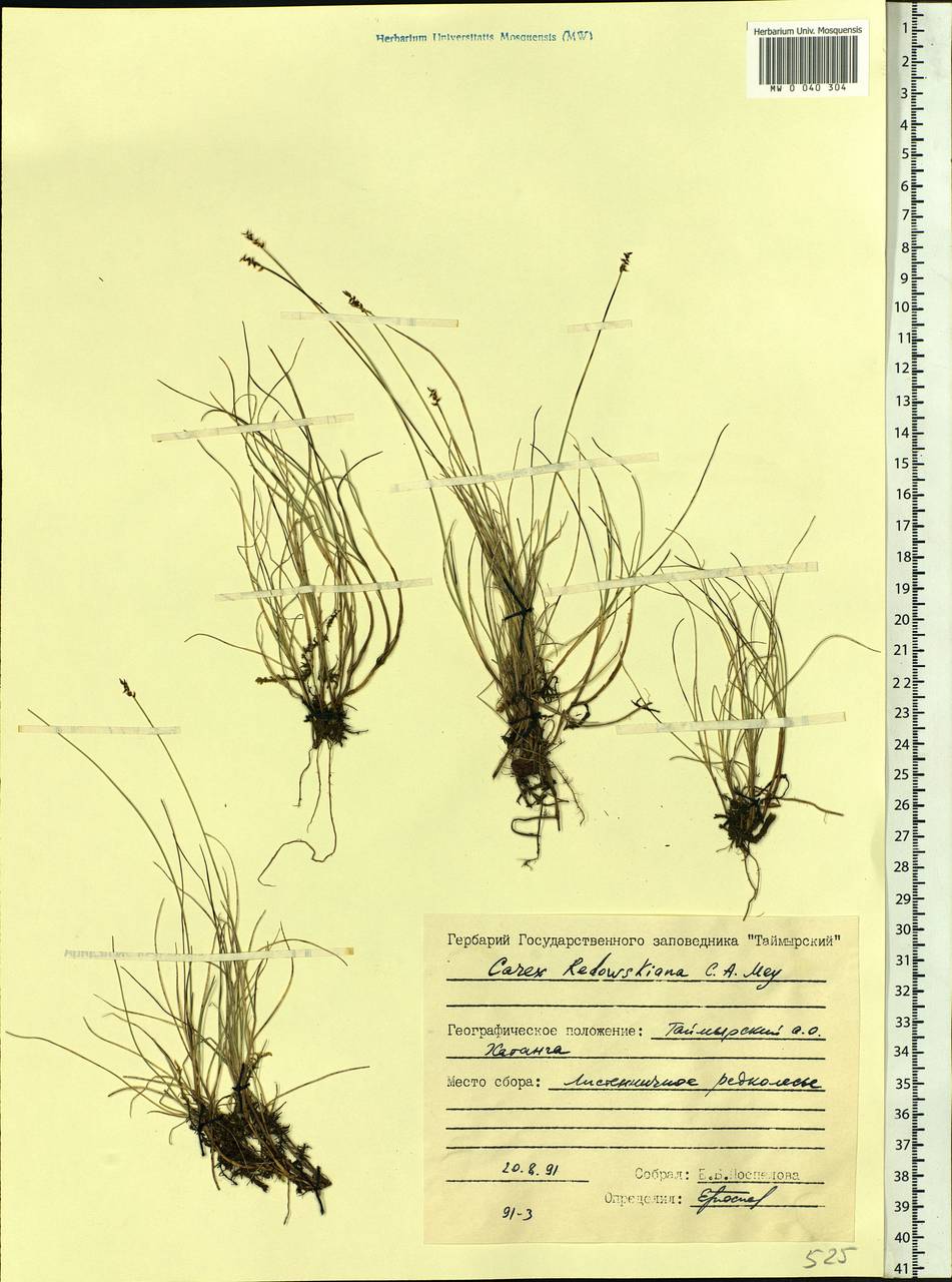 Carex parallela subsp. redowskiana (C.A.Mey.) T.V.Egorova, Siberia, Central Siberia (S3) (Russia)