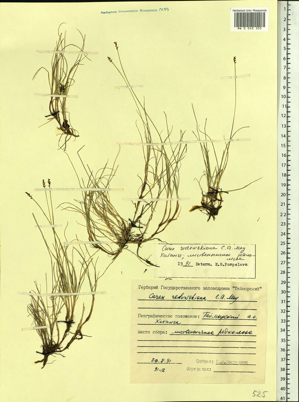 Carex parallela subsp. redowskiana (C.A.Mey.) T.V.Egorova, Siberia, Central Siberia (S3) (Russia)