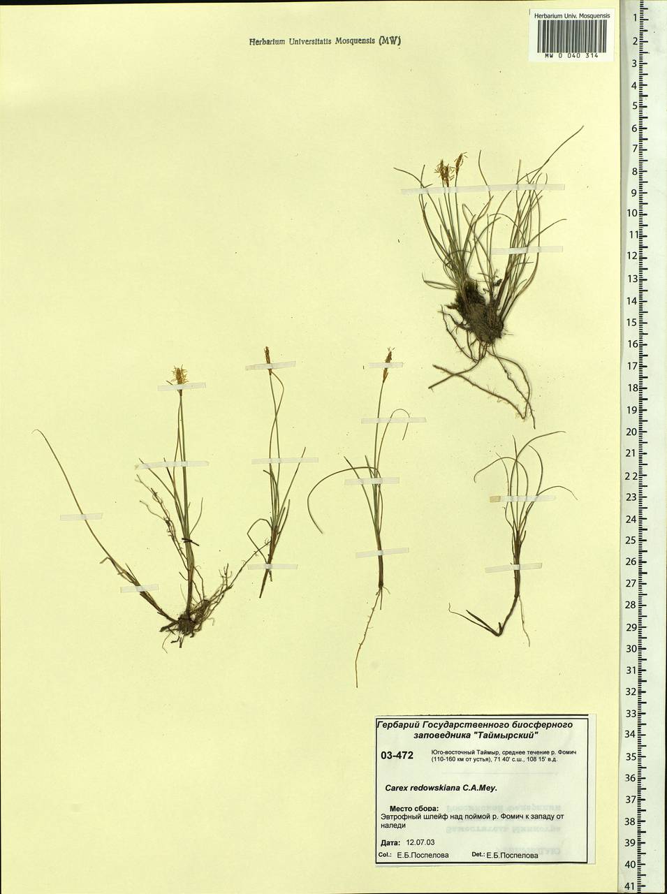 Carex parallela subsp. redowskiana (C.A.Mey.) T.V.Egorova, Siberia, Central Siberia (S3) (Russia)