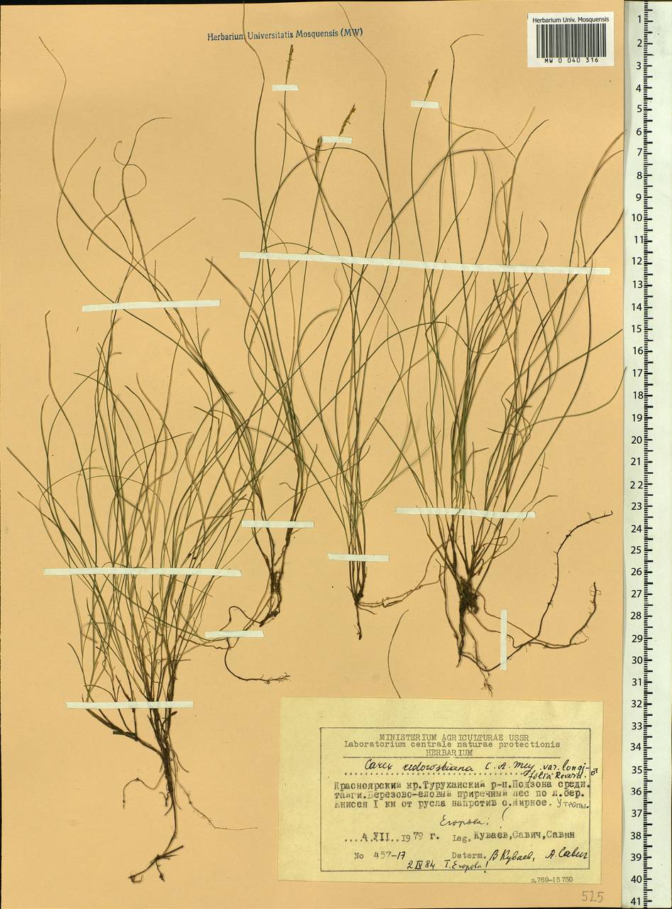 Carex parallela subsp. redowskiana (C.A.Mey.) T.V.Egorova, Siberia, Central Siberia (S3) (Russia)