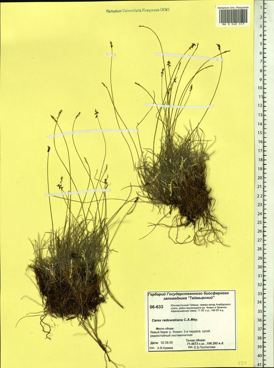 Carex parallela subsp. redowskiana (C.A.Mey.) T.V.Egorova, Siberia, Central Siberia (S3) (Russia)