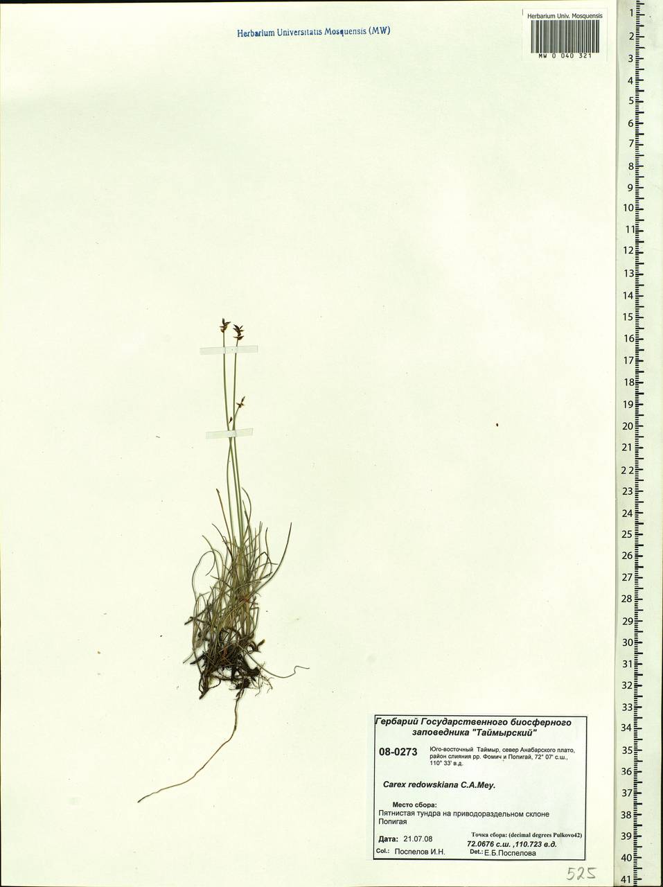 Carex parallela subsp. redowskiana (C.A.Mey.) T.V.Egorova, Siberia, Central Siberia (S3) (Russia)