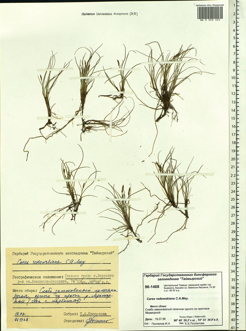 Carex parallela subsp. redowskiana (C.A.Mey.) T.V.Egorova, Siberia, Central Siberia (S3) (Russia)