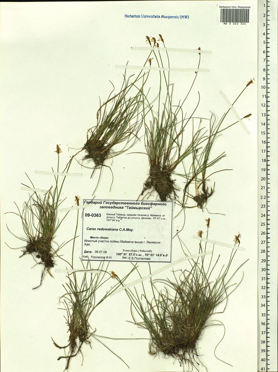 Carex parallela subsp. redowskiana (C.A.Mey.) T.V.Egorova, Siberia, Central Siberia (S3) (Russia)