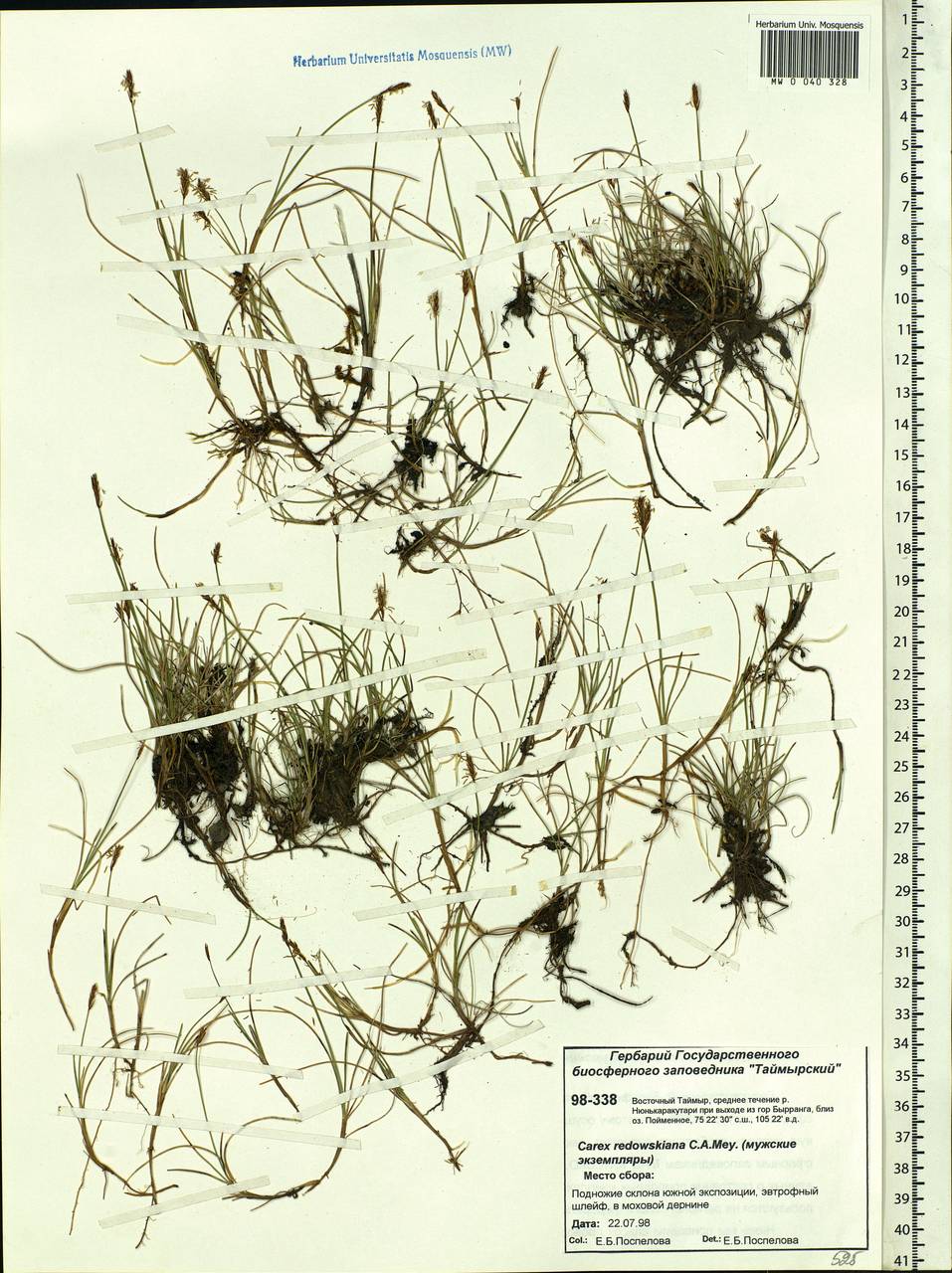 Carex parallela subsp. redowskiana (C.A.Mey.) T.V.Egorova, Siberia, Central Siberia (S3) (Russia)