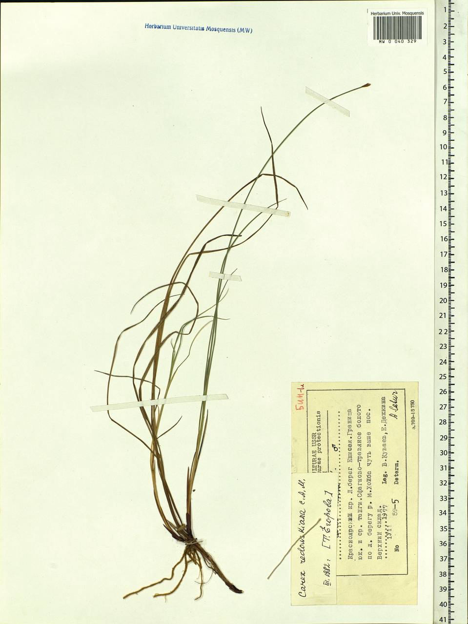 Carex parallela subsp. redowskiana (C.A.Mey.) T.V.Egorova, Siberia, Central Siberia (S3) (Russia)