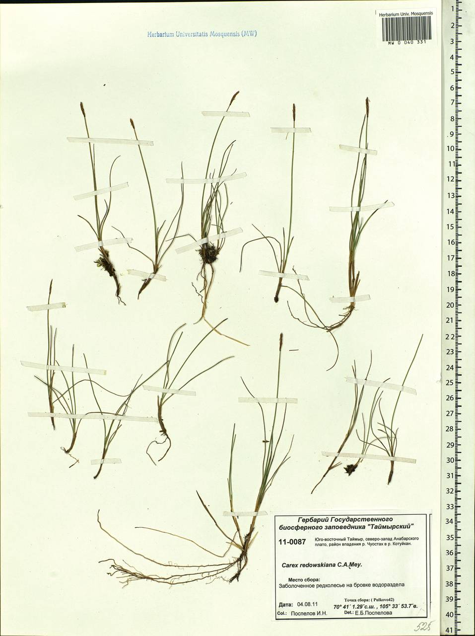 Carex parallela subsp. redowskiana (C.A.Mey.) T.V.Egorova, Siberia, Central Siberia (S3) (Russia)
