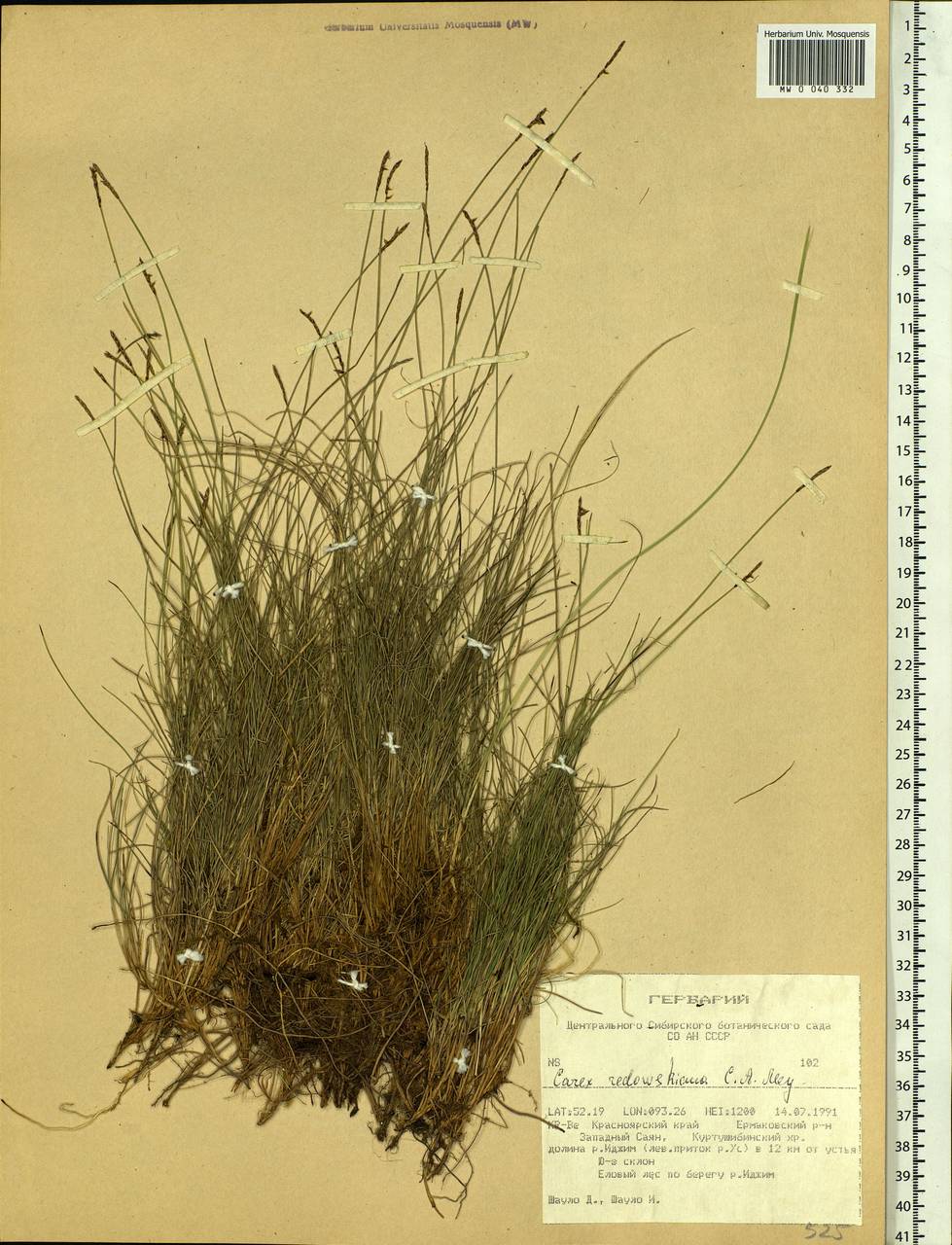 Carex parallela subsp. redowskiana (C.A.Mey.) T.V.Egorova, Siberia, Altai & Sayany Mountains (S2) (Russia)