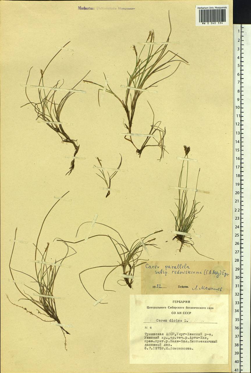 Carex parallela subsp. redowskiana (C.A.Mey.) T.V.Egorova, Siberia, Altai & Sayany Mountains (S2) (Russia)