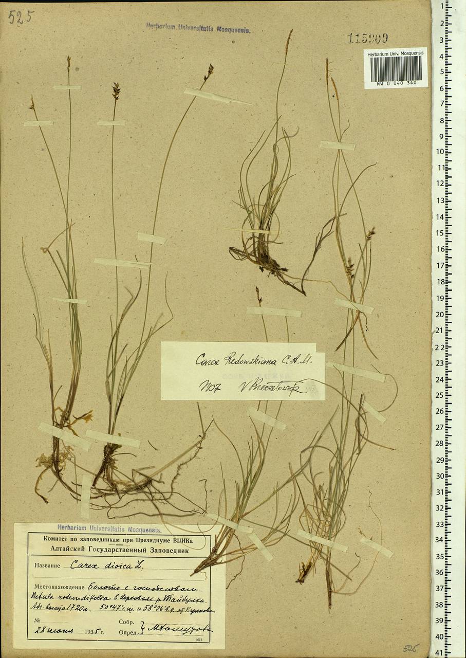 Carex parallela subsp. redowskiana (C.A.Mey.) T.V.Egorova, Siberia, Altai & Sayany Mountains (S2) (Russia)