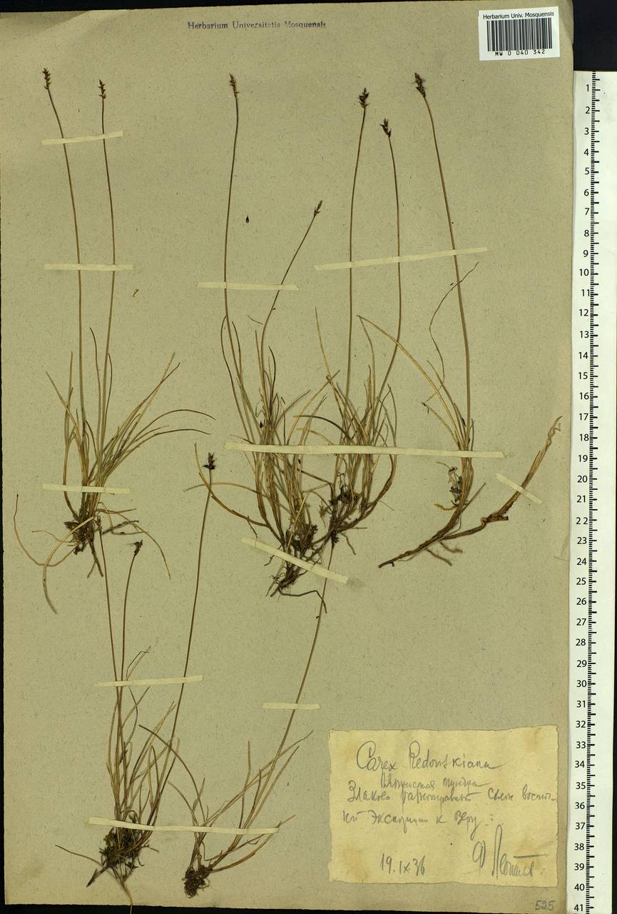 Carex parallela subsp. redowskiana (C.A.Mey.) T.V.Egorova, Siberia, Western Siberia (S1) (Russia)