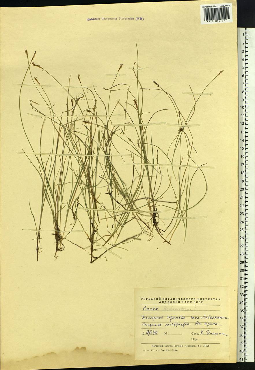 Carex parallela subsp. redowskiana (C.A.Mey.) T.V.Egorova, Siberia, Western Siberia (S1) (Russia)