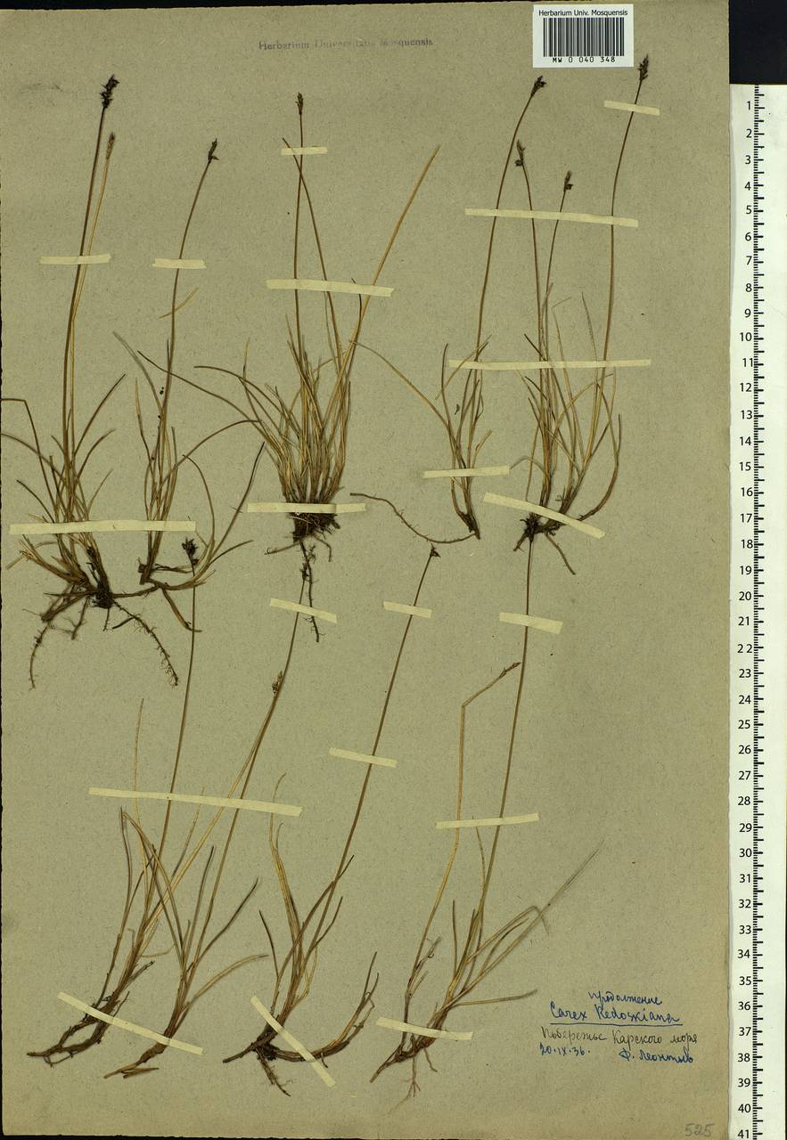 Carex parallela subsp. redowskiana (C.A.Mey.) T.V.Egorova, Eastern Europe, Northern region (E1) (Russia)