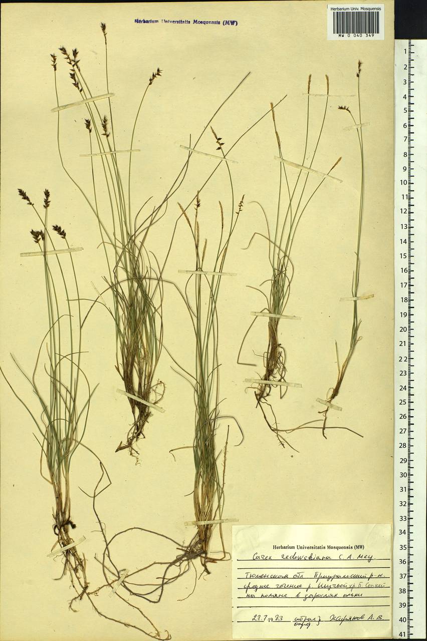 Carex parallela subsp. redowskiana (C.A.Mey.) T.V.Egorova, Siberia, Western Siberia (S1) (Russia)