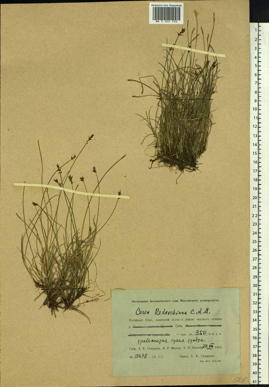 Carex parallela subsp. redowskiana (C.A.Mey.) T.V.Egorova, Siberia, Western Siberia (S1) (Russia)