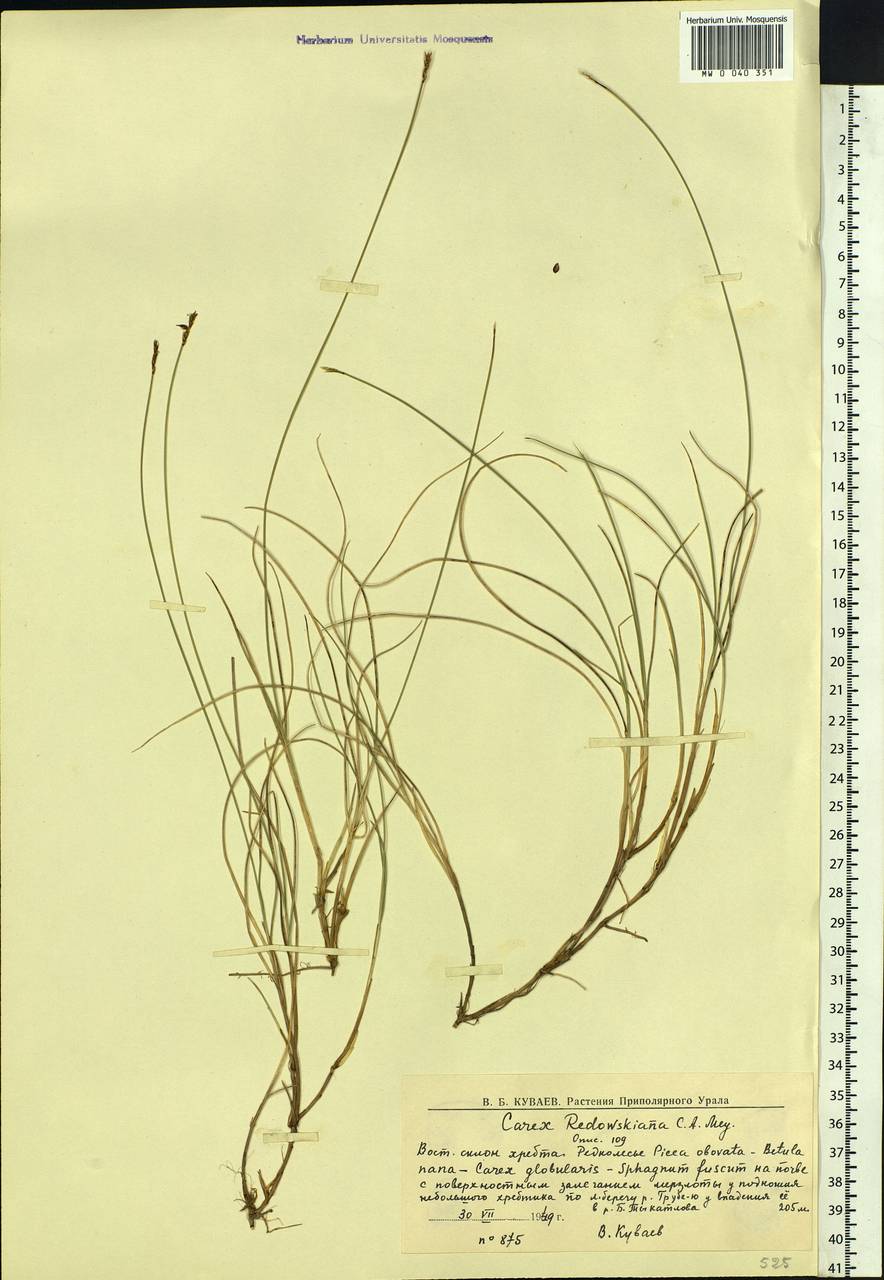 Carex parallela subsp. redowskiana (C.A.Mey.) T.V.Egorova, Siberia, Western Siberia (S1) (Russia)