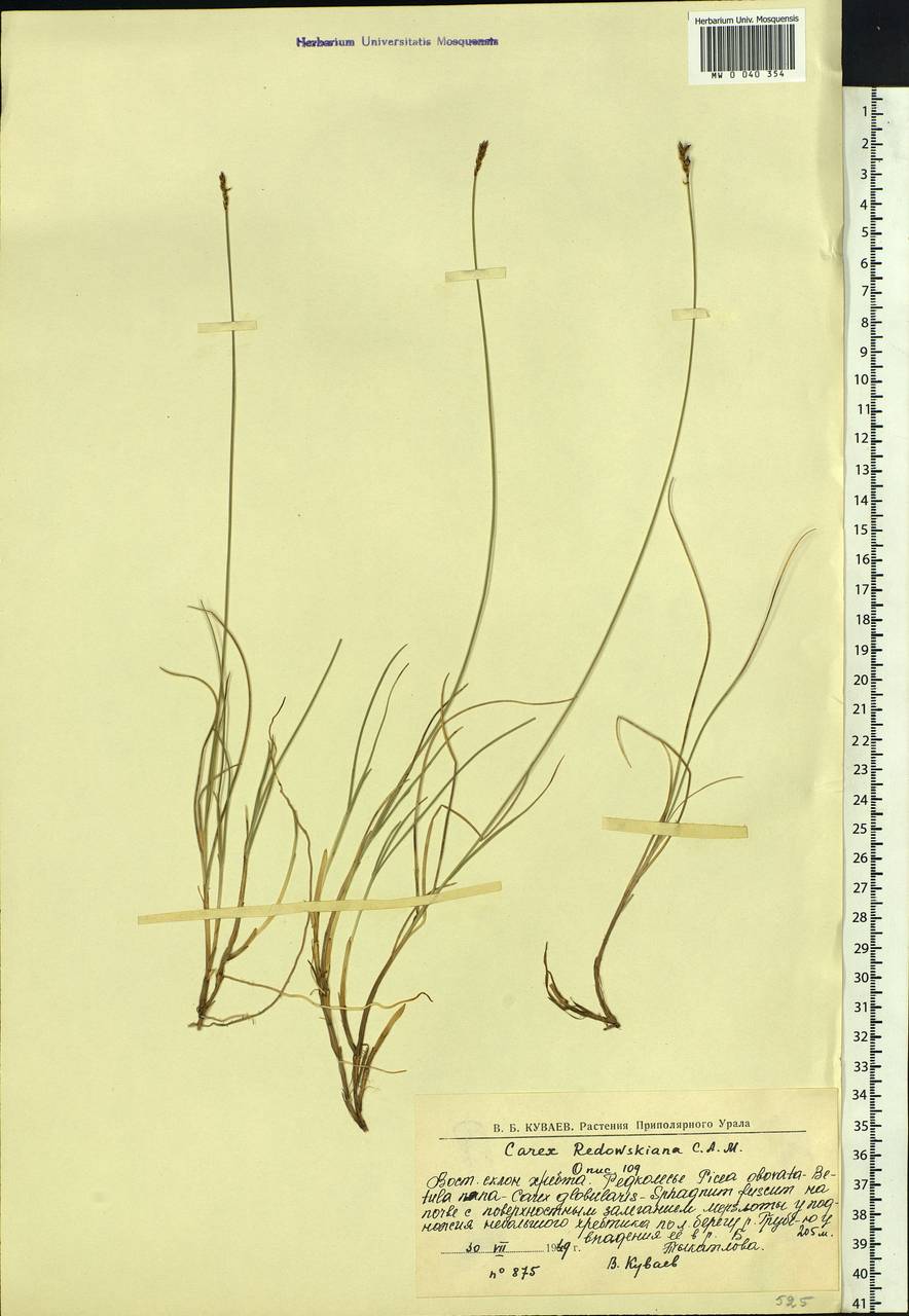 Carex parallela subsp. redowskiana (C.A.Mey.) T.V.Egorova, Siberia, Western Siberia (S1) (Russia)