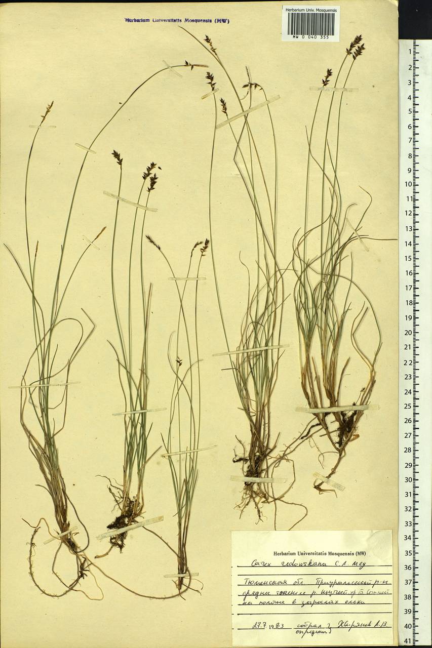 Carex parallela subsp. redowskiana (C.A.Mey.) T.V.Egorova, Siberia, Western Siberia (S1) (Russia)