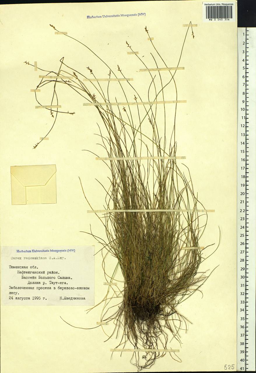 Carex parallela subsp. redowskiana (C.A.Mey.) T.V.Egorova, Siberia, Western Siberia (S1) (Russia)