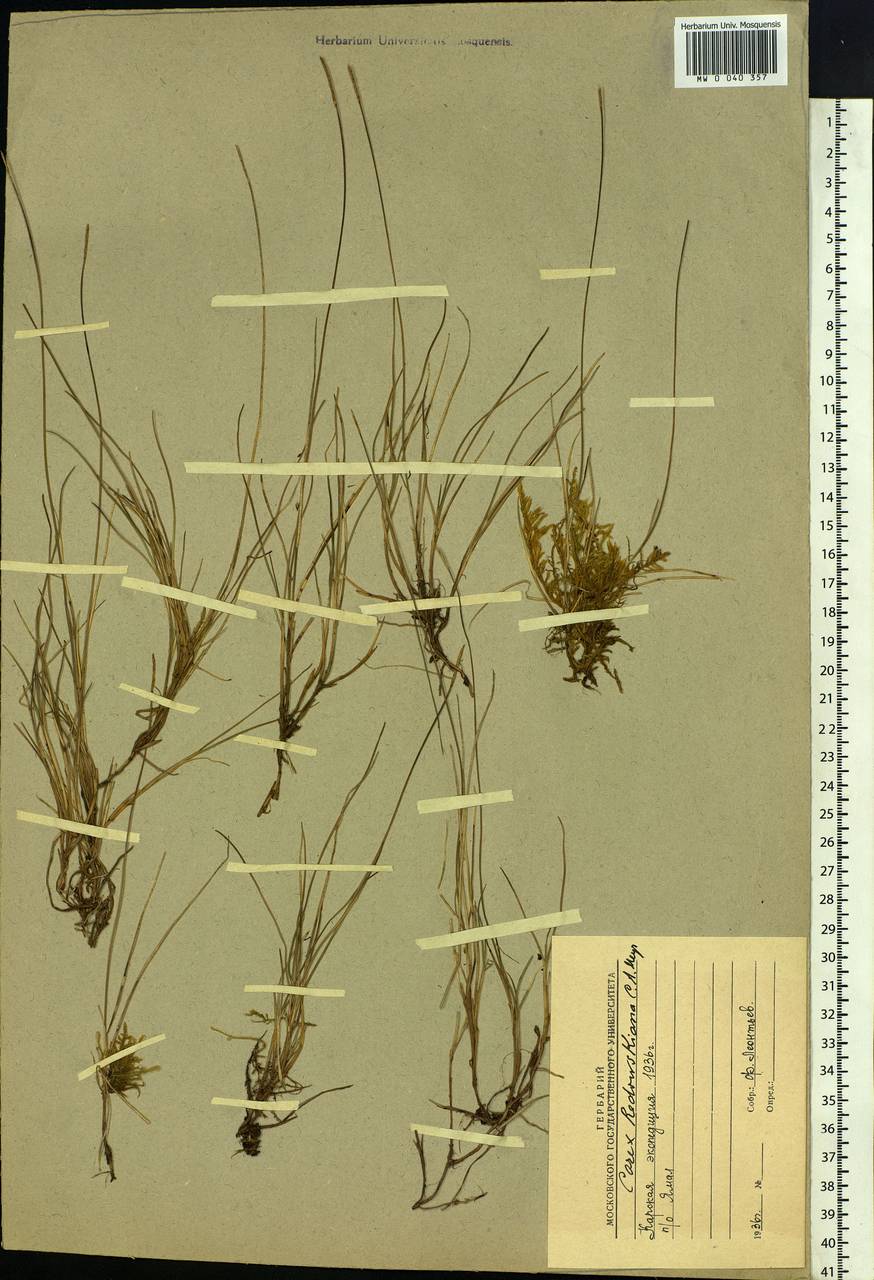 Carex parallela subsp. redowskiana (C.A.Mey.) T.V.Egorova, Siberia, Western Siberia (S1) (Russia)