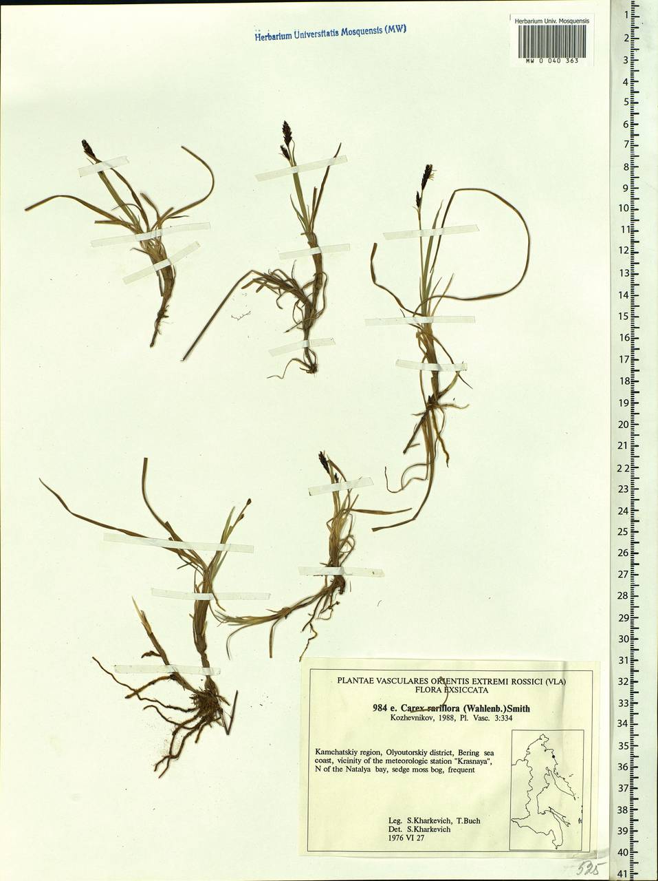 Carex rariflora (Wahlenb.) Sm., Siberia, Chukotka & Kamchatka (S7) (Russia)