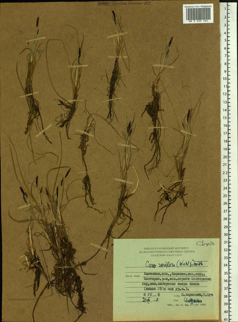 Carex rariflora (Wahlenb.) Sm., Siberia, Chukotka & Kamchatka (S7) (Russia)