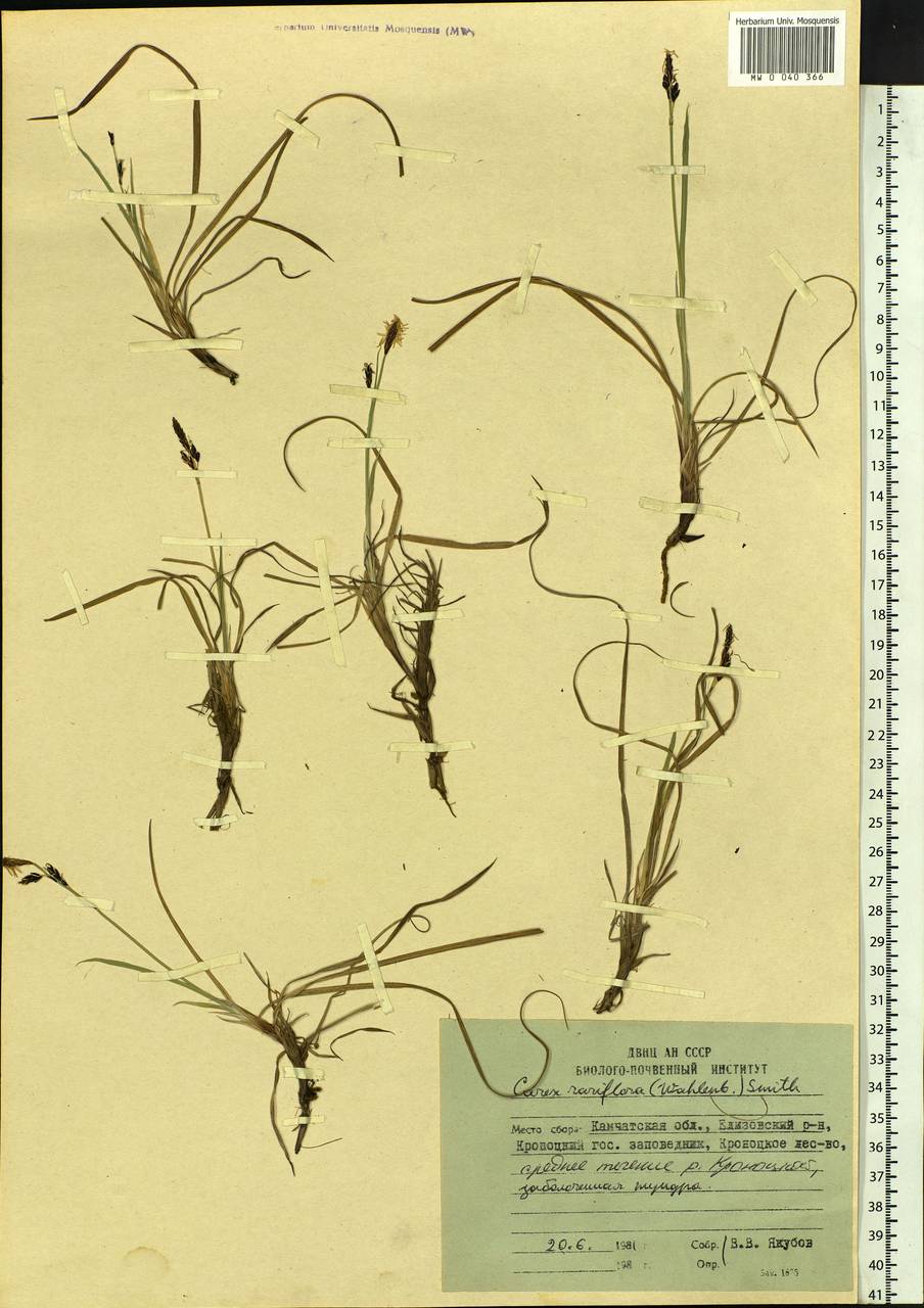 Carex rariflora (Wahlenb.) Sm., Siberia, Chukotka & Kamchatka (S7) (Russia)