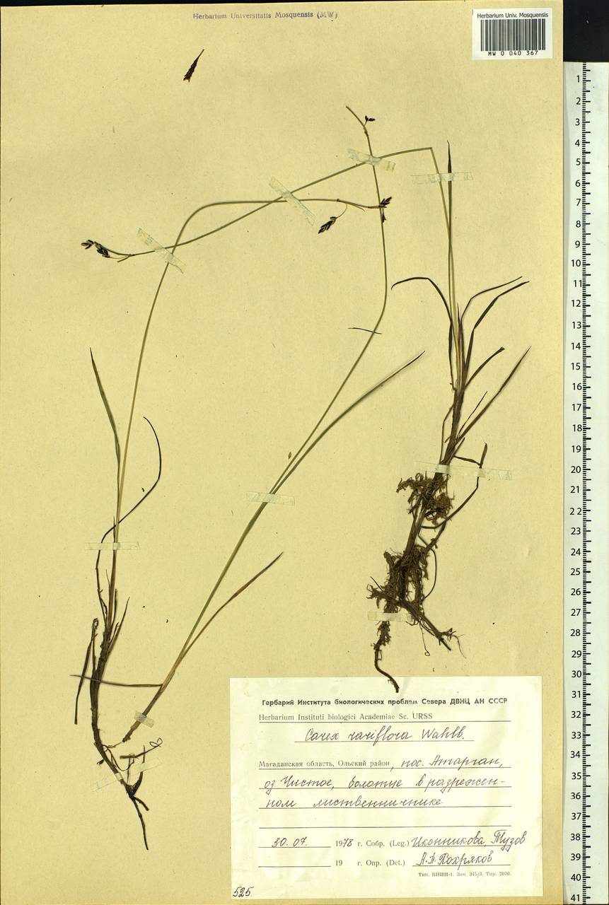Carex rariflora (Wahlenb.) Sm., Siberia, Chukotka & Kamchatka (S7) (Russia)