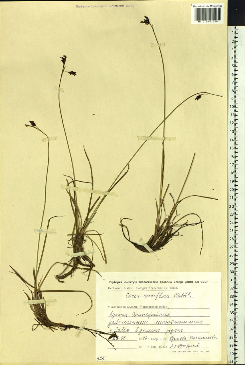 Carex rariflora (Wahlenb.) Sm., Siberia, Chukotka & Kamchatka (S7) (Russia)