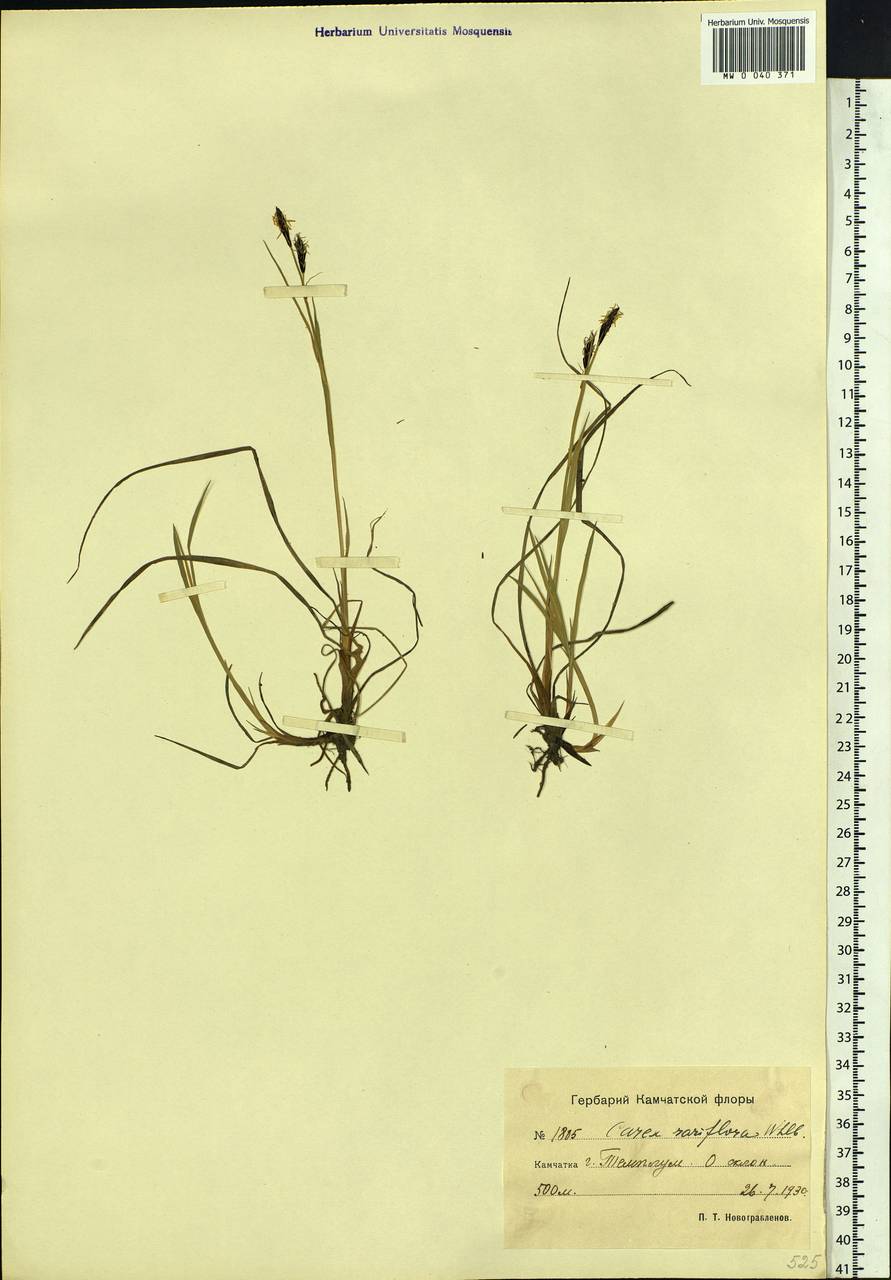 Carex rariflora (Wahlenb.) Sm., Siberia, Chukotka & Kamchatka (S7) (Russia)