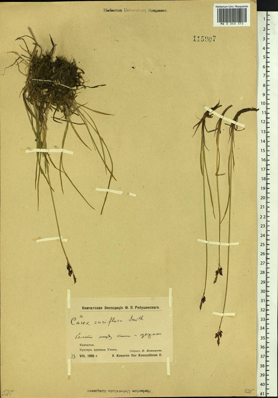 Carex rariflora (Wahlenb.) Sm., Siberia, Chukotka & Kamchatka (S7) (Russia)