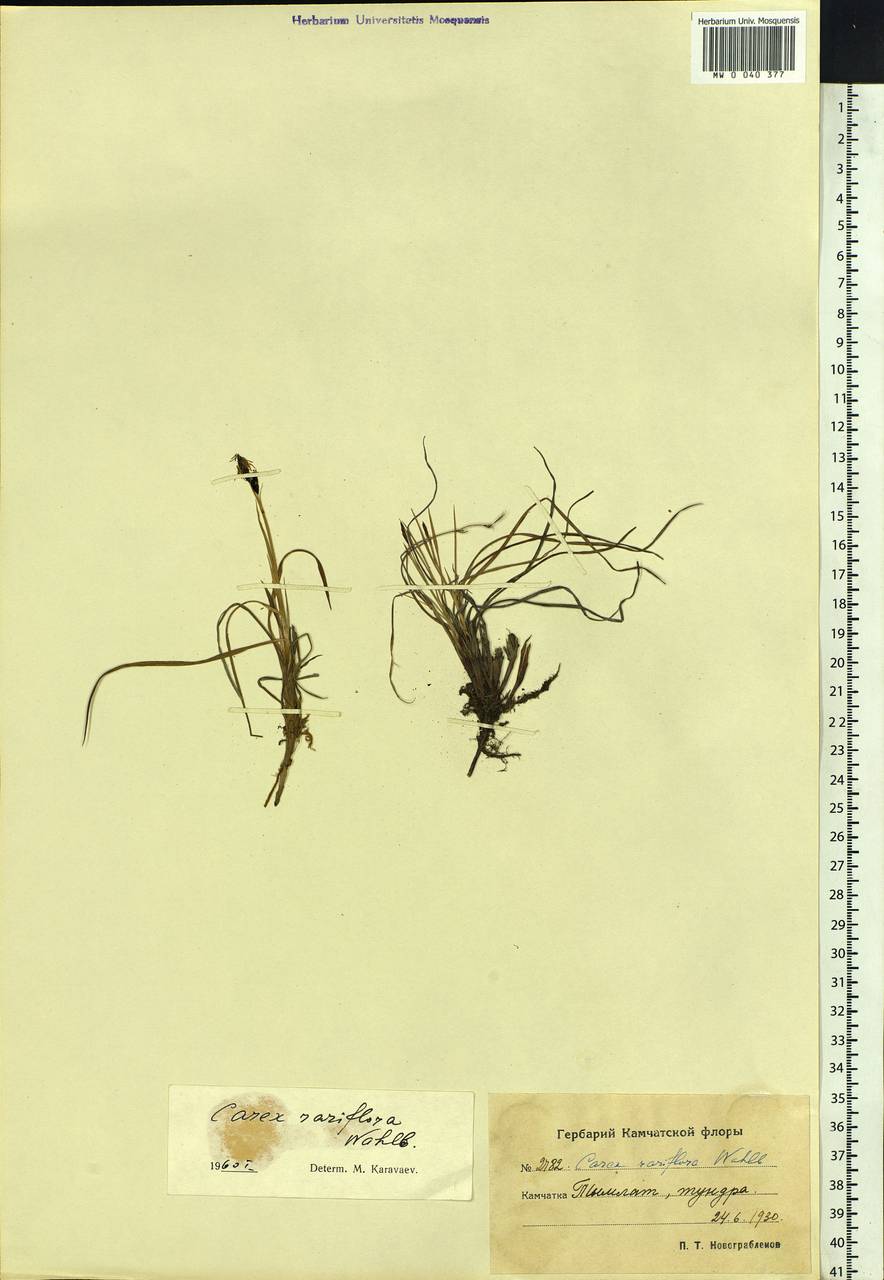 Carex rariflora (Wahlenb.) Sm., Siberia, Chukotka & Kamchatka (S7) (Russia)
