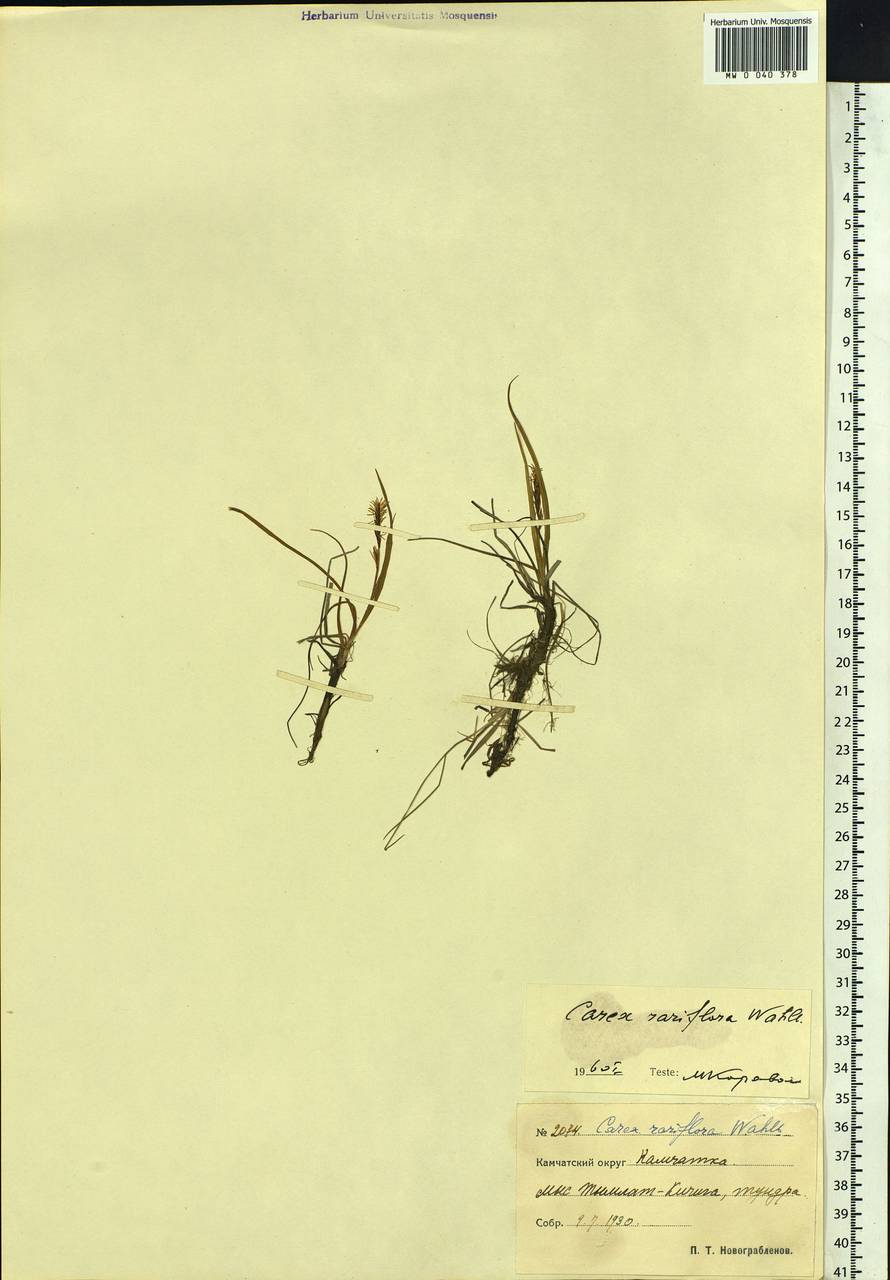 Carex rariflora (Wahlenb.) Sm., Siberia, Chukotka & Kamchatka (S7) (Russia)