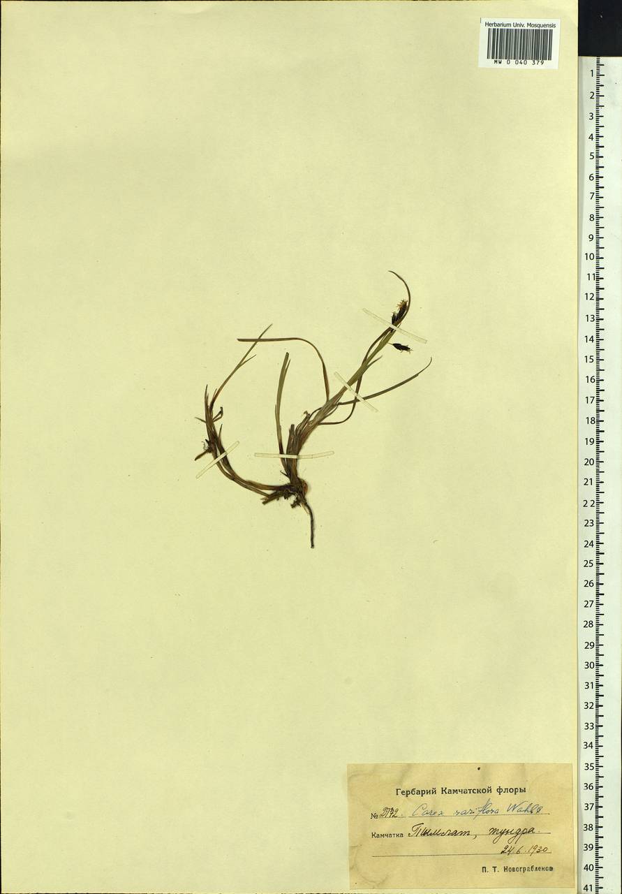 Carex rariflora (Wahlenb.) Sm., Siberia, Chukotka & Kamchatka (S7) (Russia)