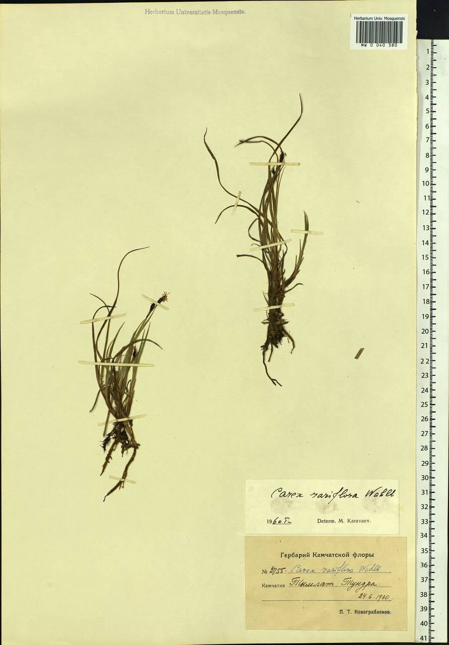 Carex rariflora (Wahlenb.) Sm., Siberia, Chukotka & Kamchatka (S7) (Russia)