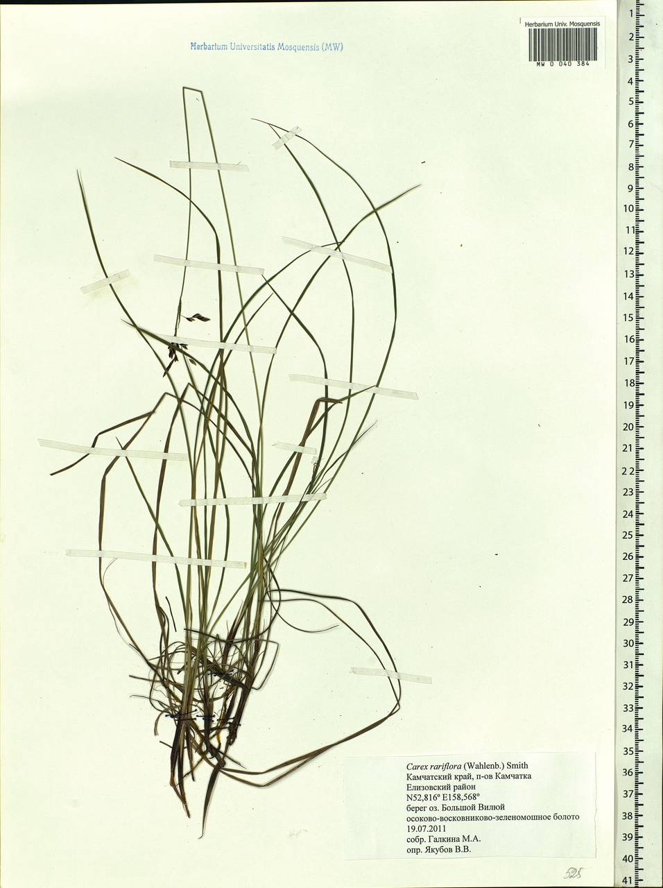 Carex rariflora (Wahlenb.) Sm., Siberia, Chukotka & Kamchatka (S7) (Russia)