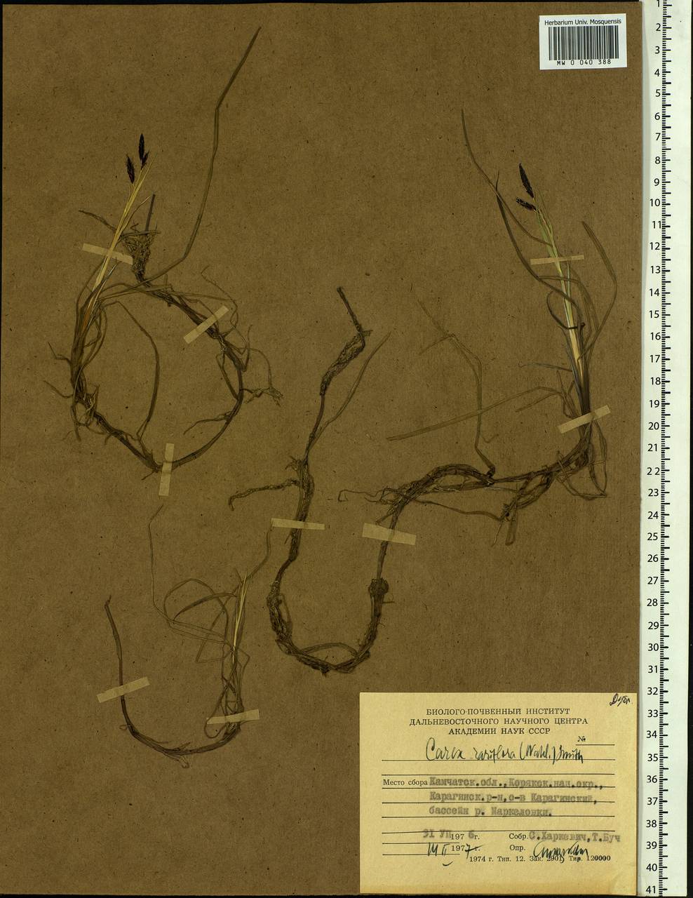 Carex rariflora (Wahlenb.) Sm., Siberia, Chukotka & Kamchatka (S7) (Russia)