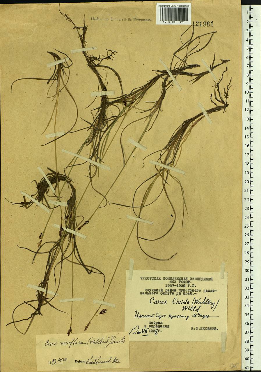 Carex rariflora (Wahlenb.) Sm., Siberia, Chukotka & Kamchatka (S7) (Russia)
