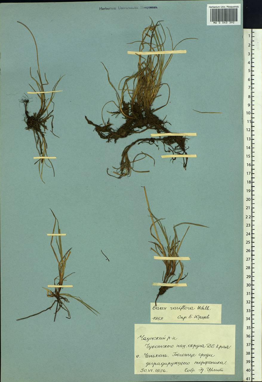 Carex rariflora (Wahlenb.) Sm., Siberia, Chukotka & Kamchatka (S7) (Russia)