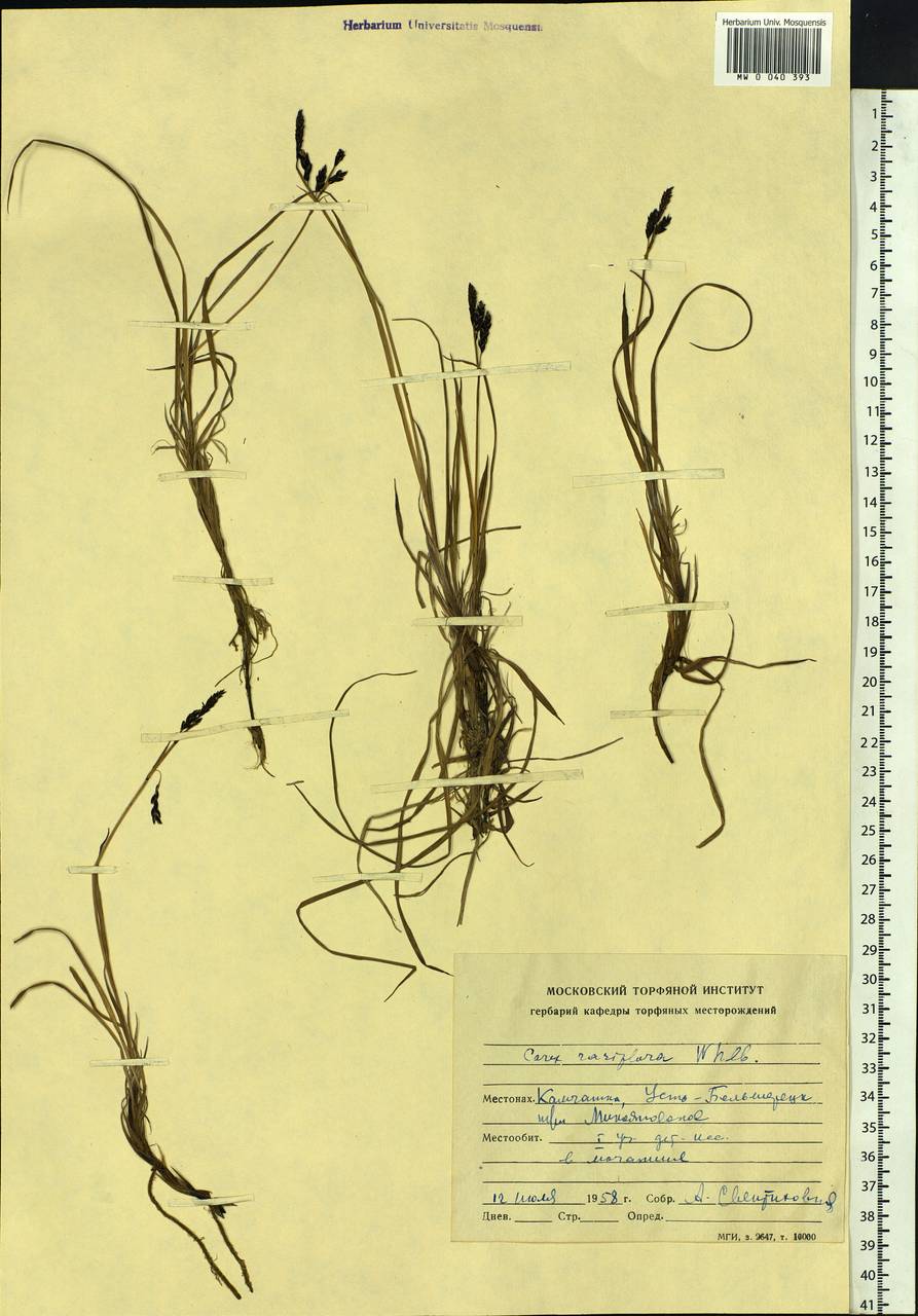 Carex rariflora (Wahlenb.) Sm., Siberia, Chukotka & Kamchatka (S7) (Russia)