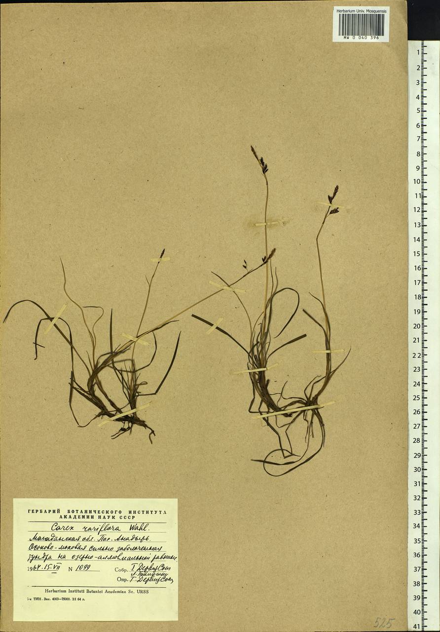 Carex rariflora (Wahlenb.) Sm., Siberia, Chukotka & Kamchatka (S7) (Russia)