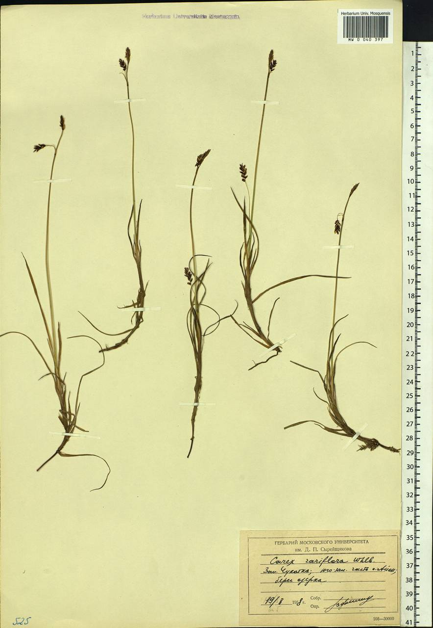 Carex rariflora (Wahlenb.) Sm., Siberia, Chukotka & Kamchatka (S7) (Russia)