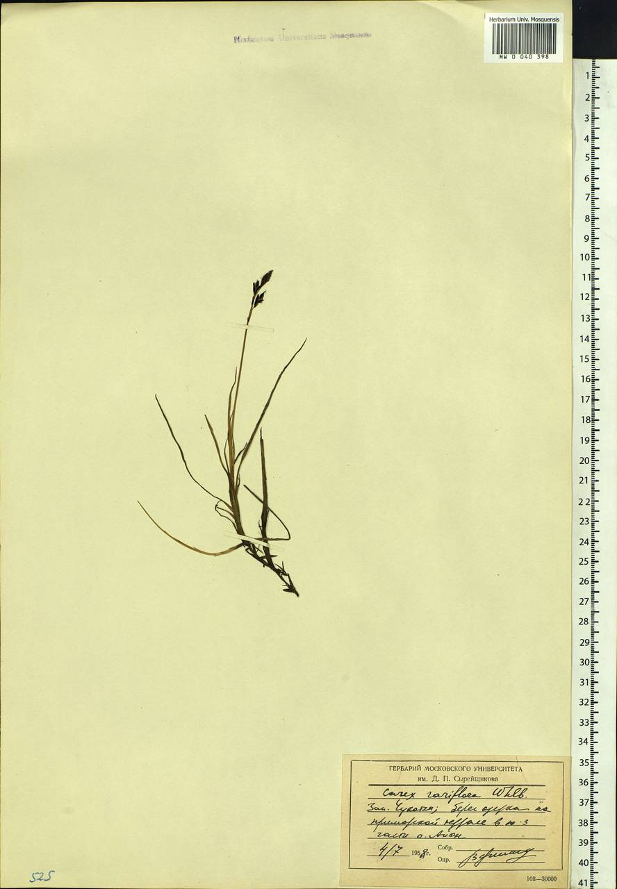 Carex rariflora (Wahlenb.) Sm., Siberia, Chukotka & Kamchatka (S7) (Russia)