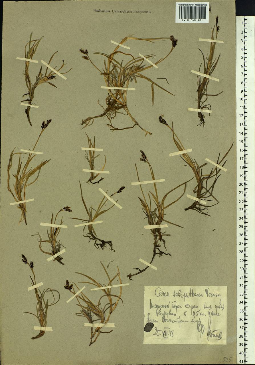 Carex rariflora (Wahlenb.) Sm., Siberia, Chukotka & Kamchatka (S7) (Russia)