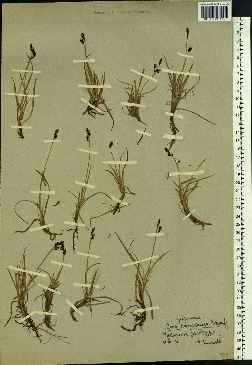 Carex rariflora (Wahlenb.) Sm., Siberia, Chukotka & Kamchatka (S7) (Russia)