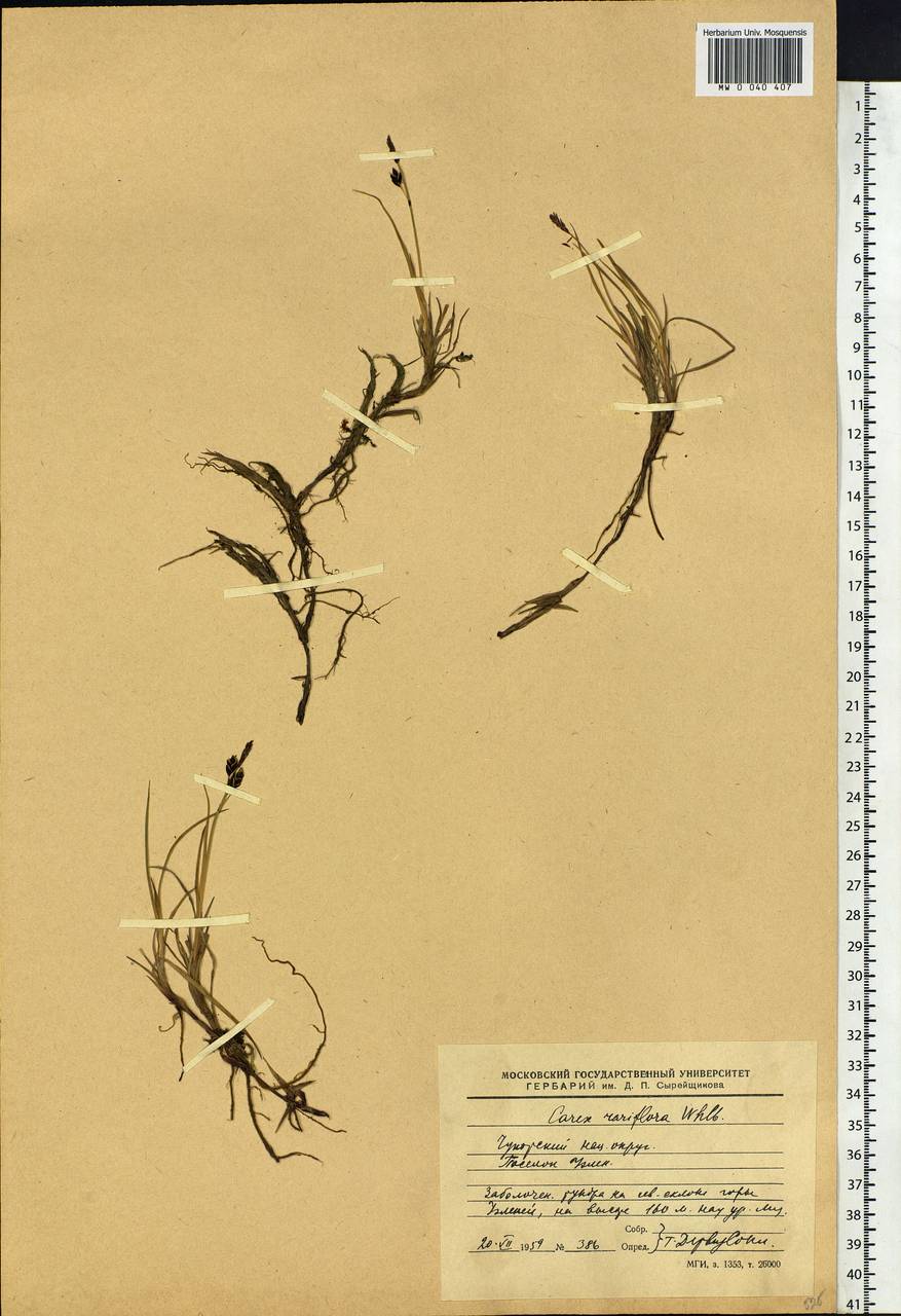 Carex rariflora (Wahlenb.) Sm., Siberia, Chukotka & Kamchatka (S7) (Russia)