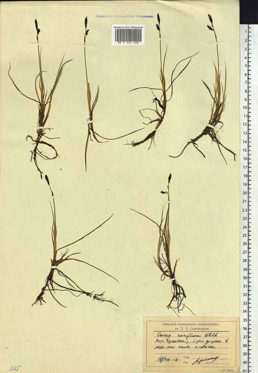 Carex rariflora (Wahlenb.) Sm., Siberia, Chukotka & Kamchatka (S7) (Russia)