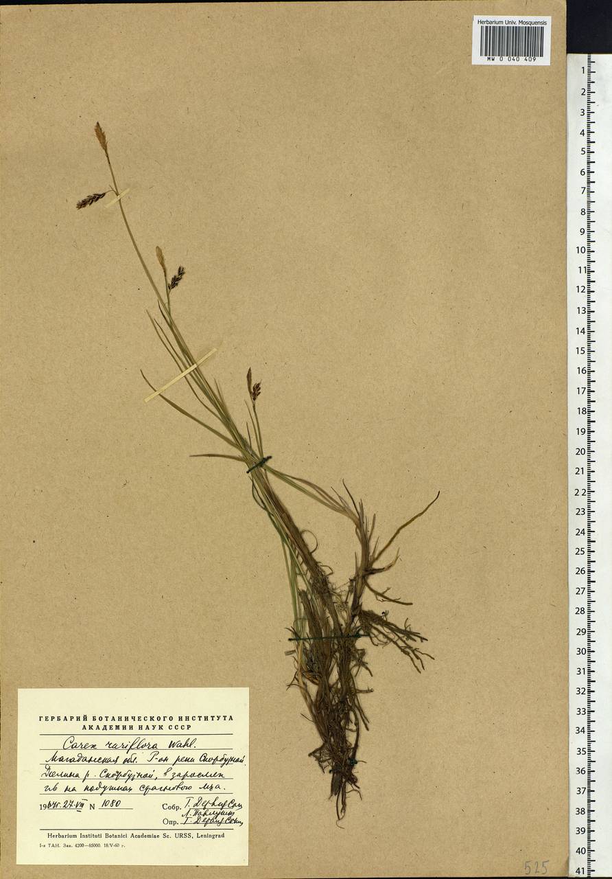 Carex rariflora (Wahlenb.) Sm., Siberia, Chukotka & Kamchatka (S7) (Russia)