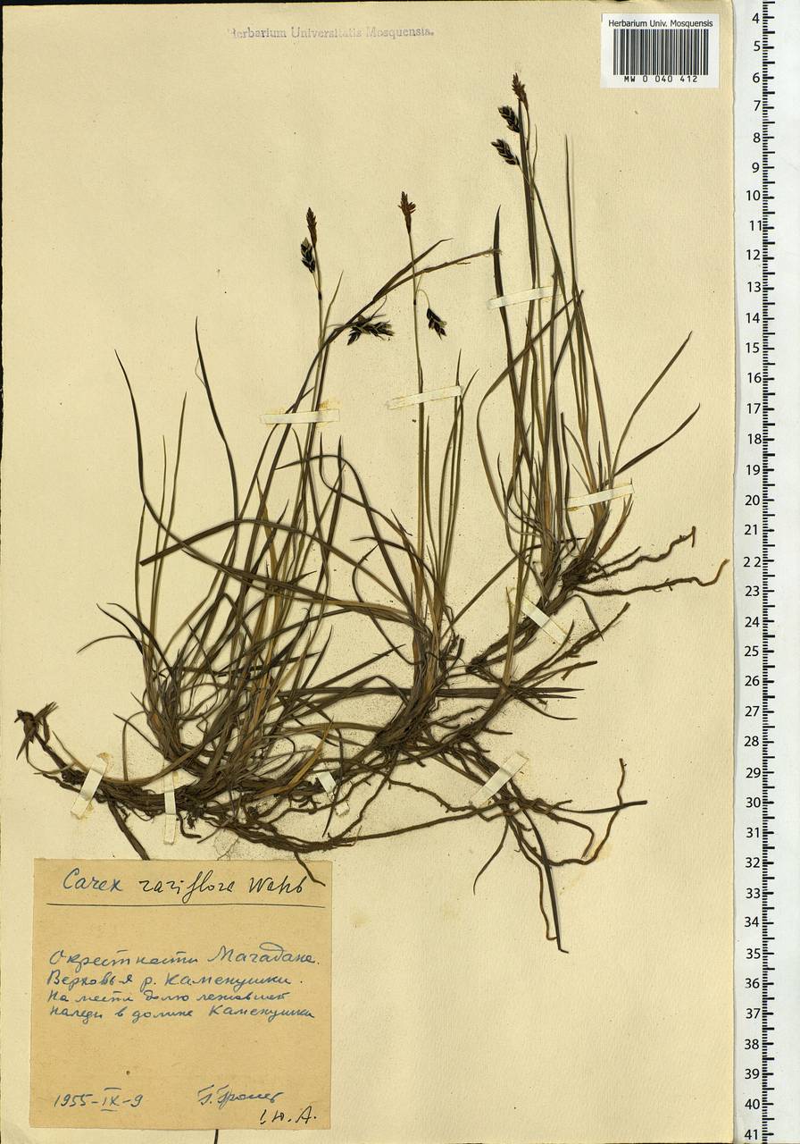 Carex rariflora (Wahlenb.) Sm., Siberia, Chukotka & Kamchatka (S7) (Russia)