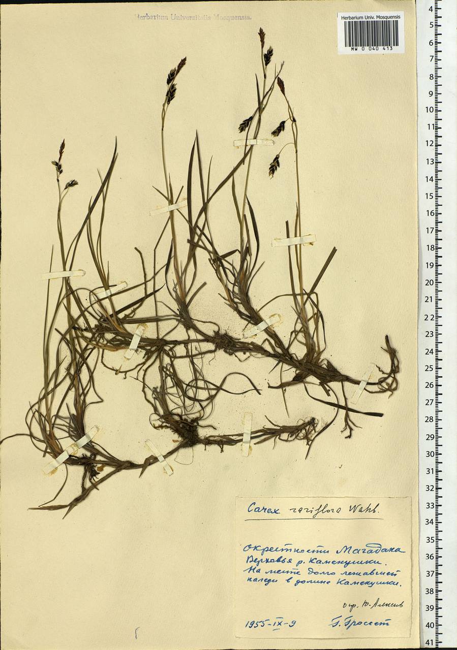 Carex rariflora (Wahlenb.) Sm., Siberia, Chukotka & Kamchatka (S7) (Russia)